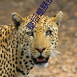 皇后是朕的小青梅