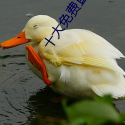 十大免(miǎn)费(fèi)直播平台