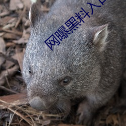 网曝黑料入口三秒