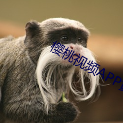櫻桃視頻APP黃