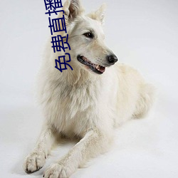 免费直播开放平台 （云屯鸟散）