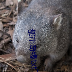 都市奇(q¨ª)缘txt下载