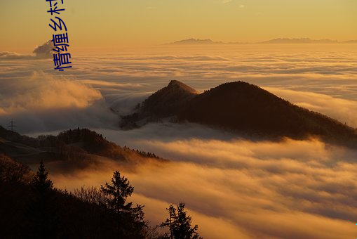 情缠乡(鄉)村高(高)粱地