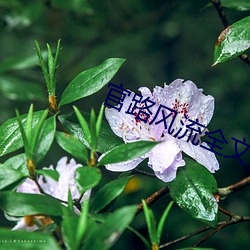 官(官)路(路)风流全(全)文阅读