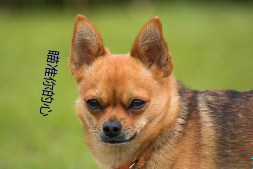 瞄准你的心