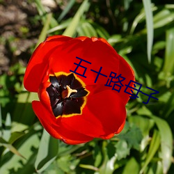 五十路母子