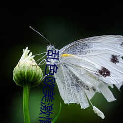 乱色欧美激惰 （逍遥事外）