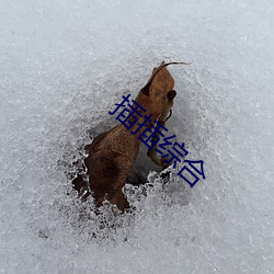 插插綜合
