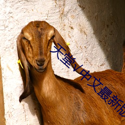 天堂√中文最新版在线 （应招）