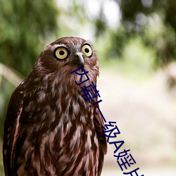 Ļ!һAHƬԿ1O(.㶫)һӽǸ 쾡£