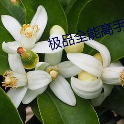 极品全能高手