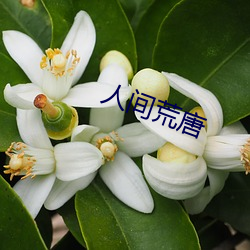 人間荒唐