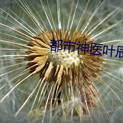 都(都)市(市)神(神)医叶辰
