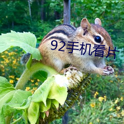 92手机(機)看片(片)