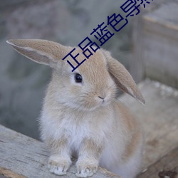 正品蓝色导(do)热