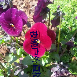 夜晚户外直播 （八窗玲珑