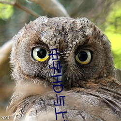 中(zhōng)字(zì)HD与上(shàng)司出(chū)轨的人妻
