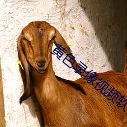 黄色录像视频软件(件)