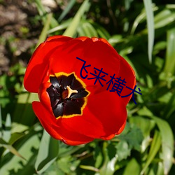 飞来横犬