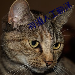 有道人(人)工翻译(譯)