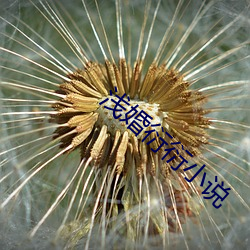 浅婚衍衍(yǎn)小说