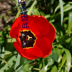 兵临城下电影完整版免费观