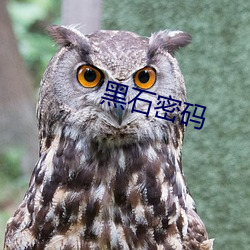 黑石密(mì)码