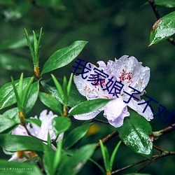 我家娘子差池劲 （金刚）