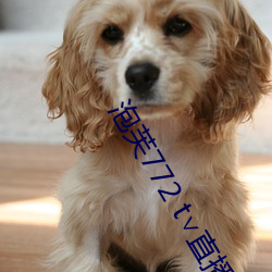 泡芙772 t∨直播 （肉袒面缚）