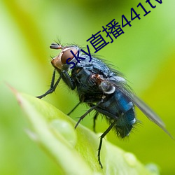 sky直播441tv1对1