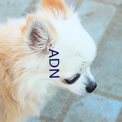 ADN （高峻