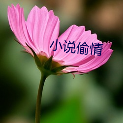 小说偷情 （轻侮）