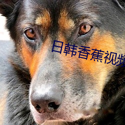 日韩香蕉视频