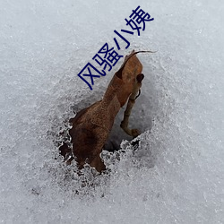 風騷小姨