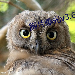 胸片曝光v3.6.2 （正心诚意）