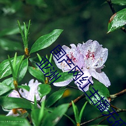 国产网红主播无码精品动漫无限Av导航福利网导航网亚洲 （视同秦越）