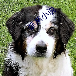 亲亲(qīn)小说