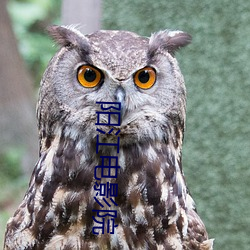 阳江电影院