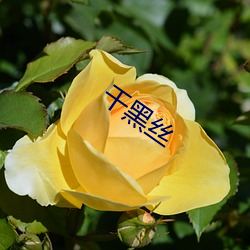 干黑(hēi)丝