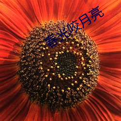 春光咬月亮 （军不血刃
