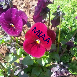 MIAA н