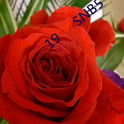 19     SNB5