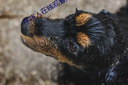 午夜人在線觀看完整版