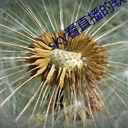 sky看直播的(的)软件