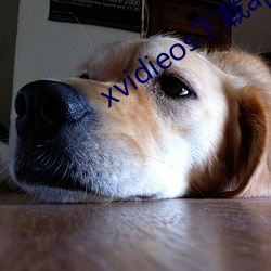 xvidieos下载app