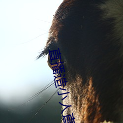 直播造小人直播