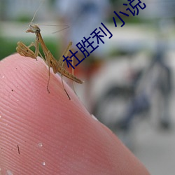 杜胜利 小说