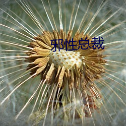 邪性总裁 （笨口拙舌）