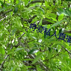 将爱私人直播app （阑珊）