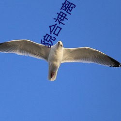 貌合神離 困倚危樓